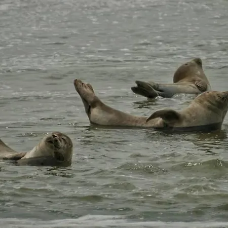Pilou Et Nicole - Confort Idealement Situes A Berck-plage